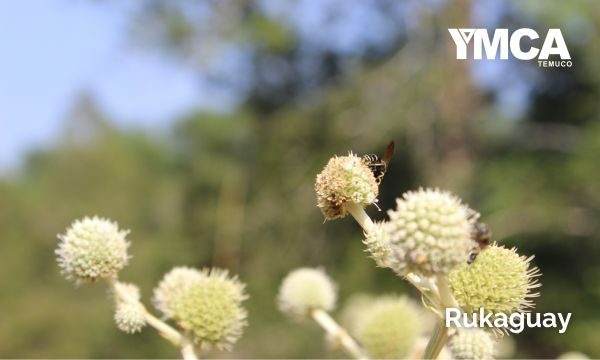 YMCA Temuco Rukaguay 2024 (2)