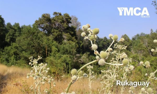 YMCA Temuco Rukaguay 2024 (25)